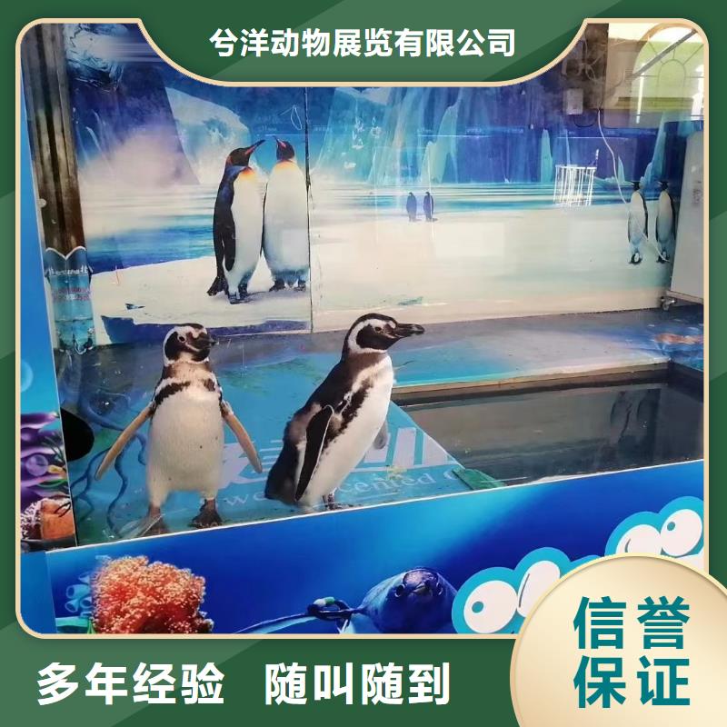 鳄鱼表演租赁联系方式