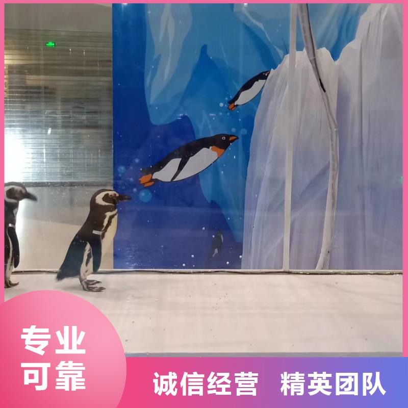 哪有出租企鹅的