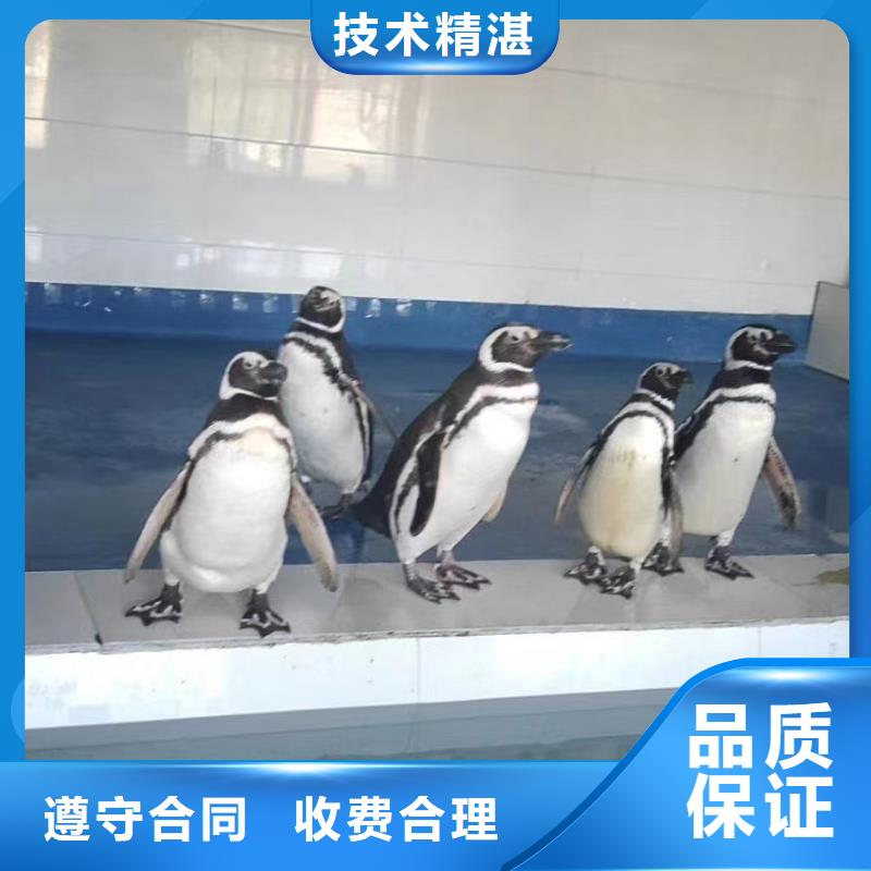 海洋主题动物表演马戏团表演收费合理
