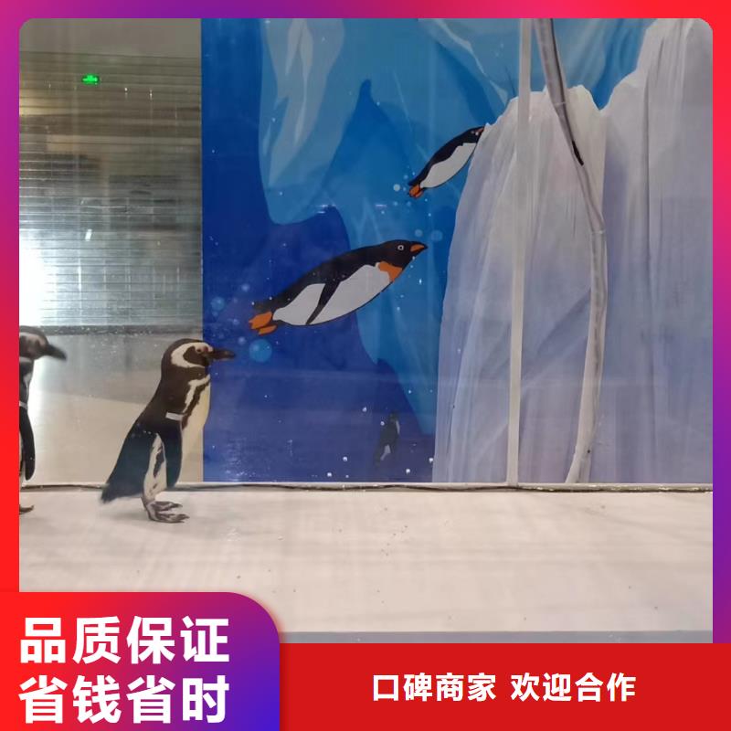海洋主题动物表演海狮表演出租质优价廉