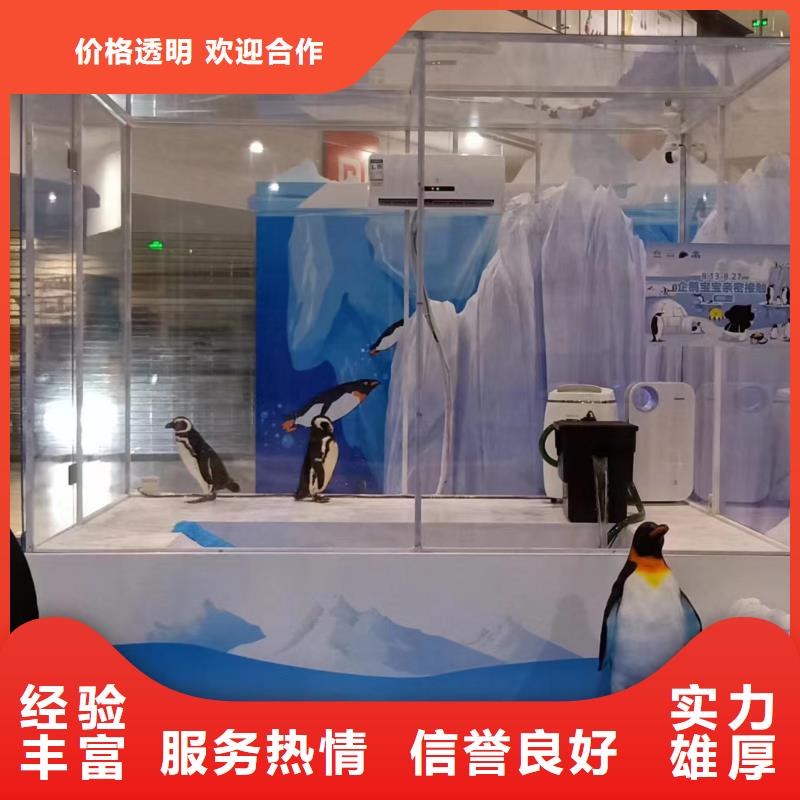 海洋主题动物表演-【海狮表演租赁】价格低于同行