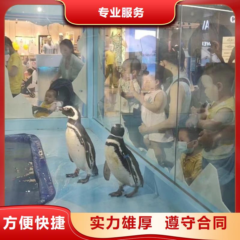 海洋主题动物表演环球飞车表演出租明码标价