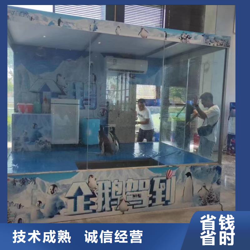 出租企鹅哪里有