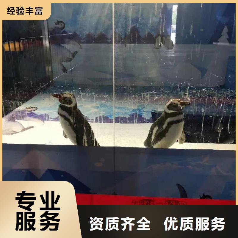 哪里有出租海狮表演的活动方案