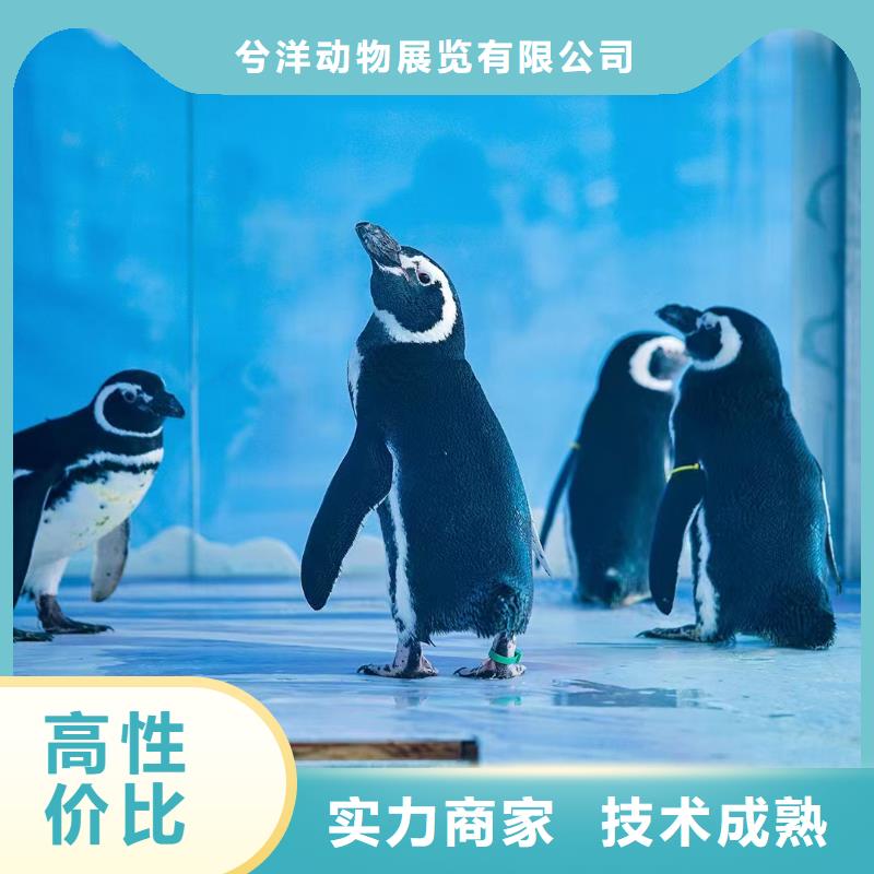 租赁美人鱼表演创意方案
