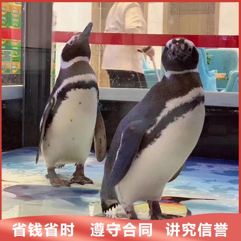 出租企鹅哪里有