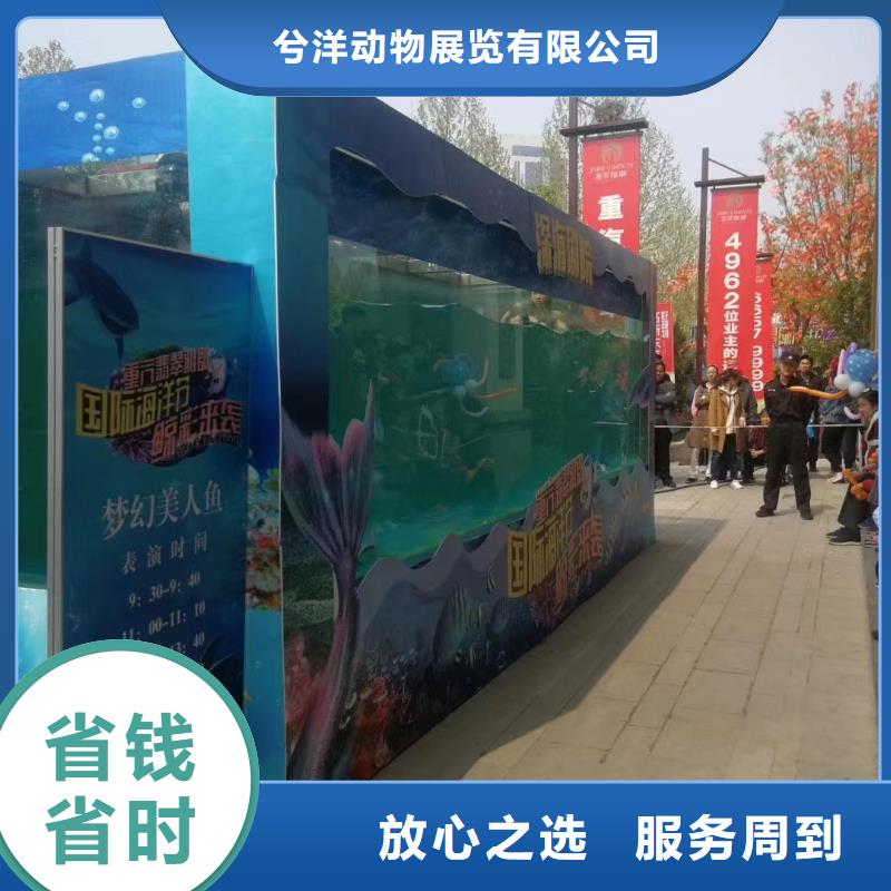 海洋主题动物表演羊驼出租放心