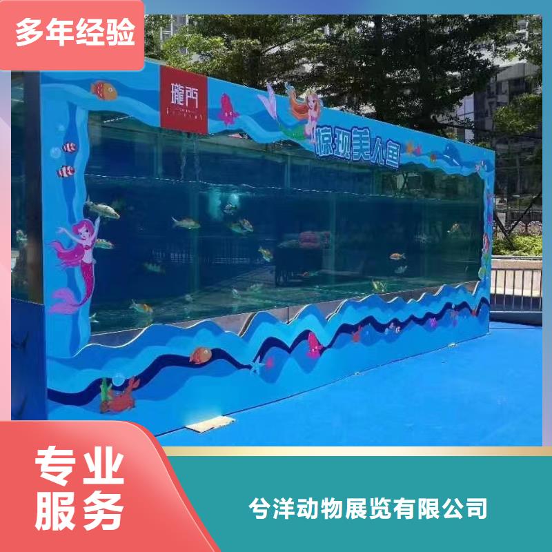 海洋主题动物表演-羊驼出租讲究信誉
