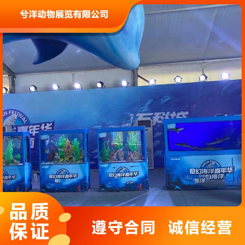 【海洋主题动物表演】鹦鹉表演出租实力商家