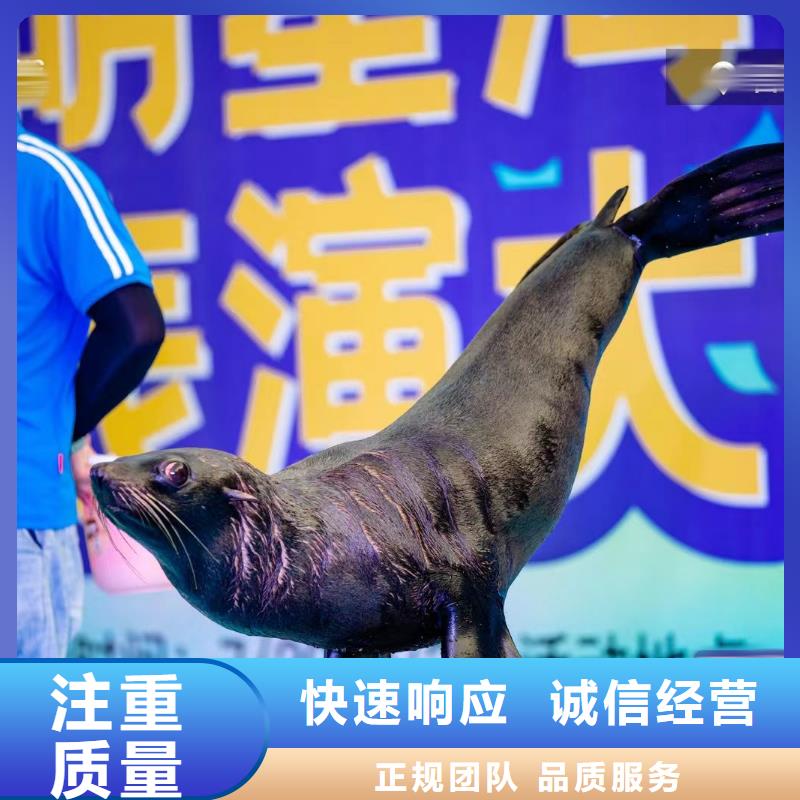 海洋主题动物表演【小香猪宠物出租】口碑公司