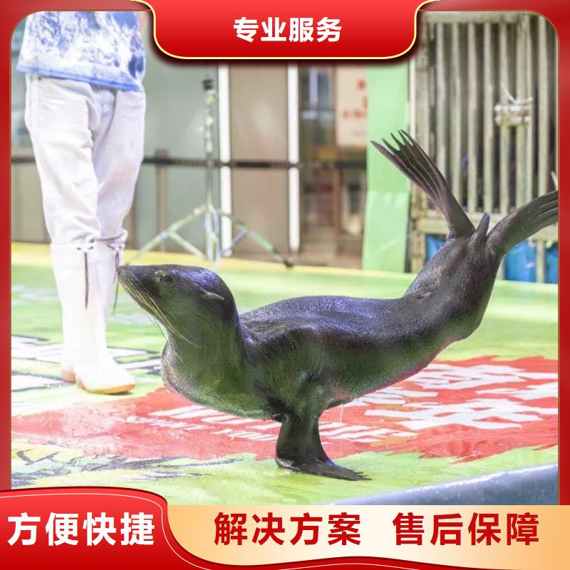 海洋主题动物表演羊驼出租放心