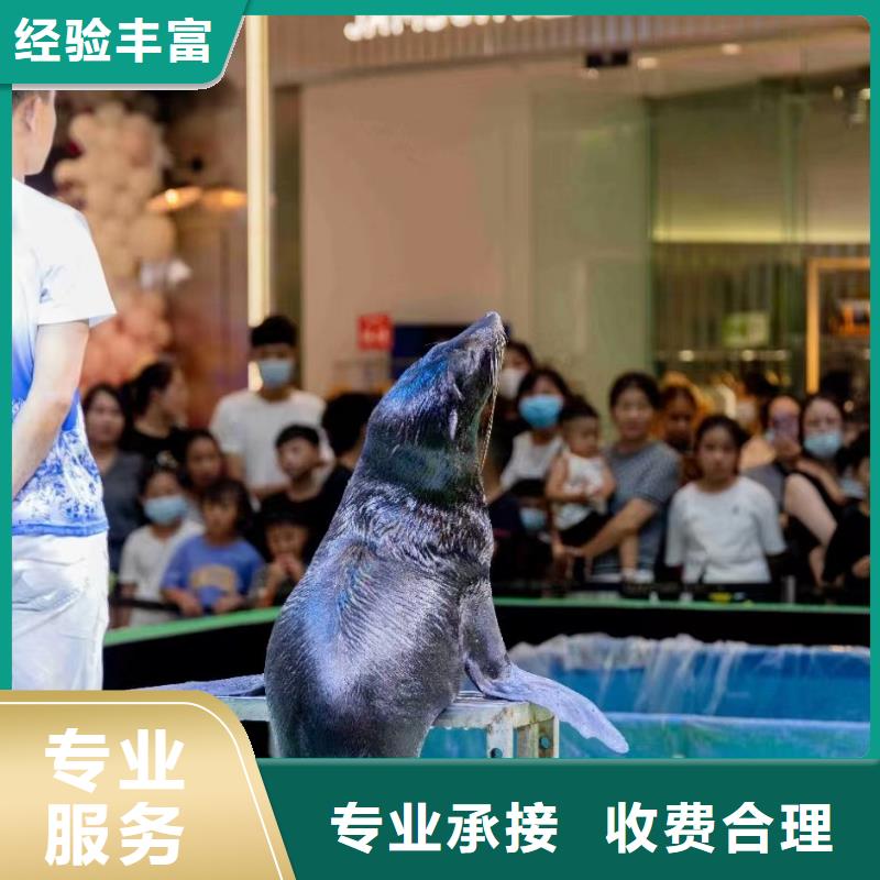 海洋主题动物表演环球飞车表演出租明码标价
