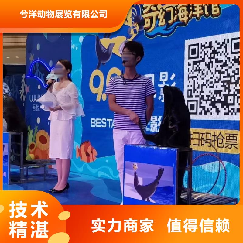 哪有出租企鹅展览的商场活动