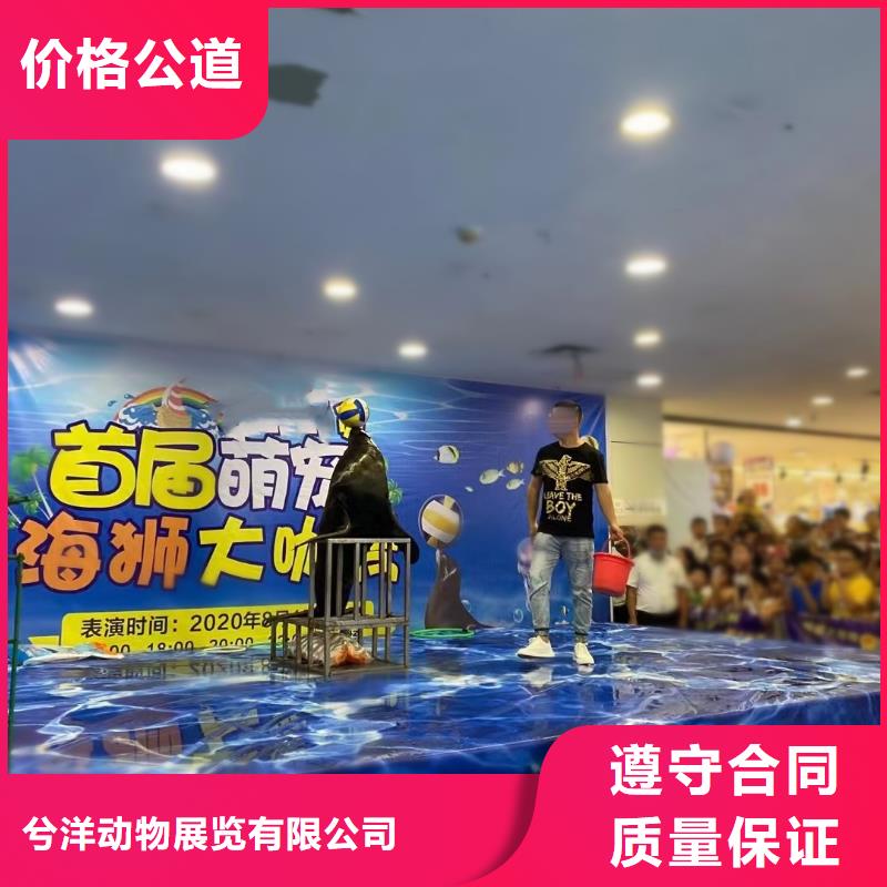 【海洋主题动物表演】鹦鹉表演出租实力商家