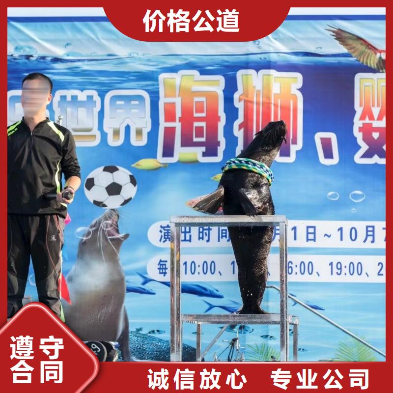 海狮表演出租海洋主题