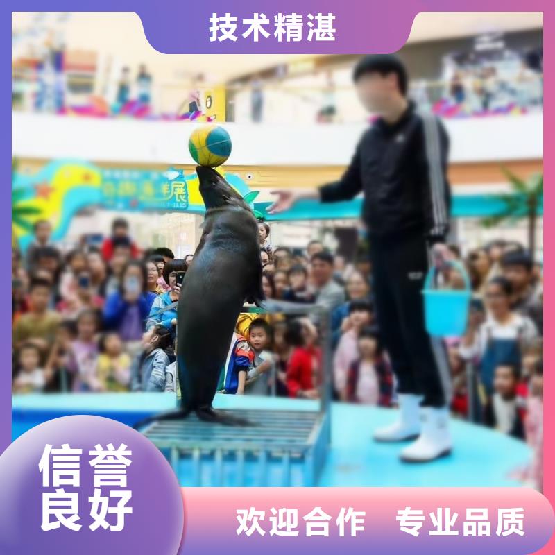 海洋主题动物表演羊驼出租放心