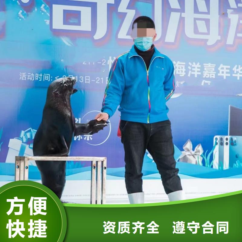 海洋主题动物表演羊驼出租放心