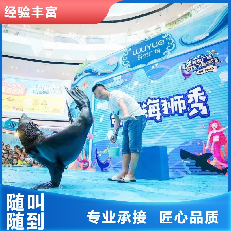 海洋主题动物表演羊驼出租放心