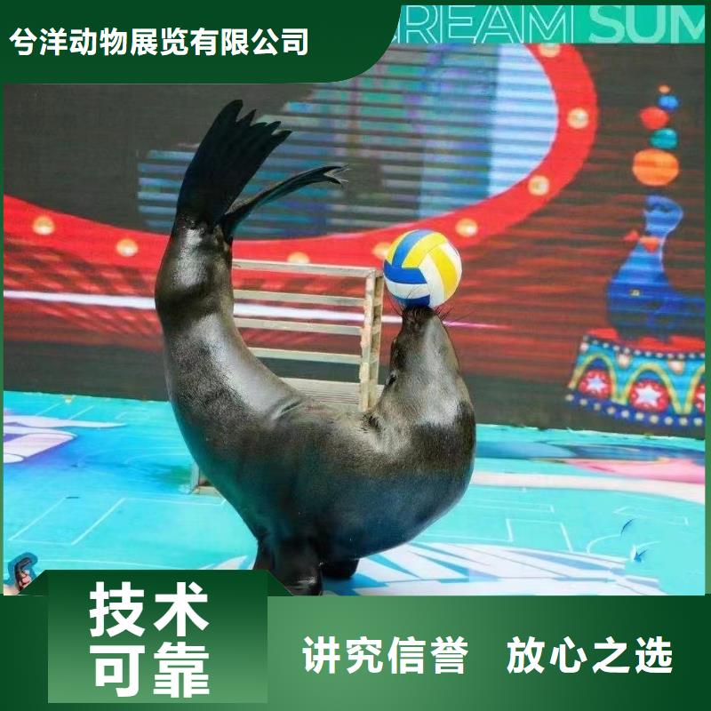 海洋主题动物表演羊驼出租放心