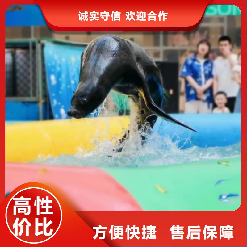 海洋主题动物表演海狮表演出租质优价廉
