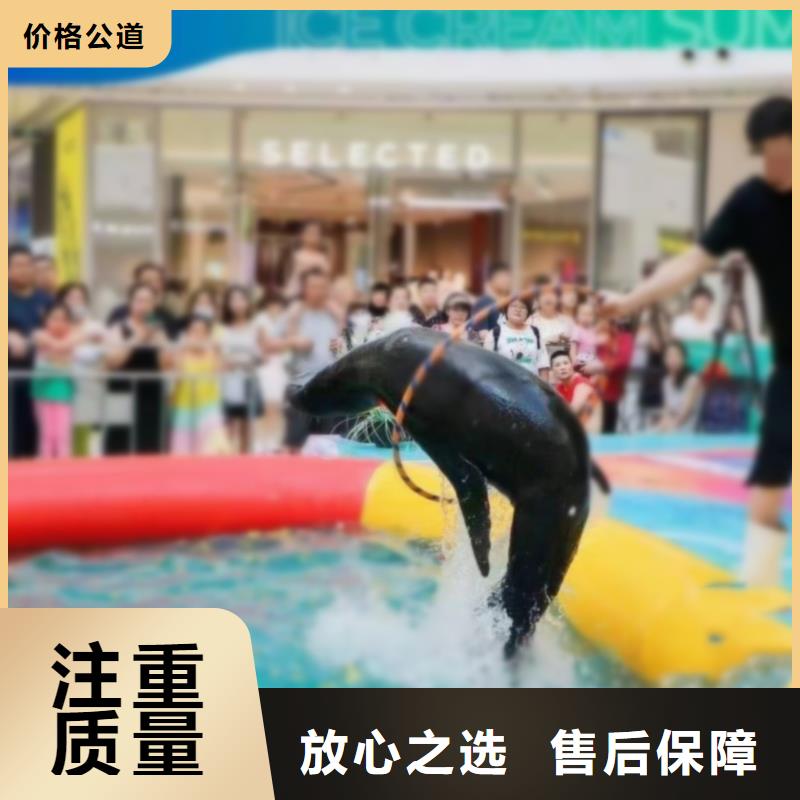 哪有出租企鹅的