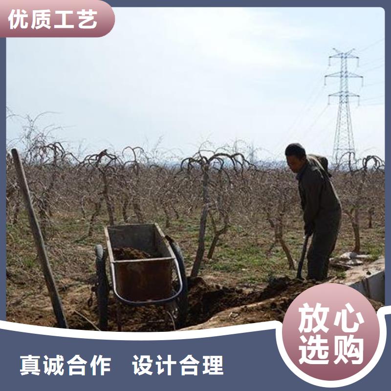 崂山晒干鸡粪增加肥力