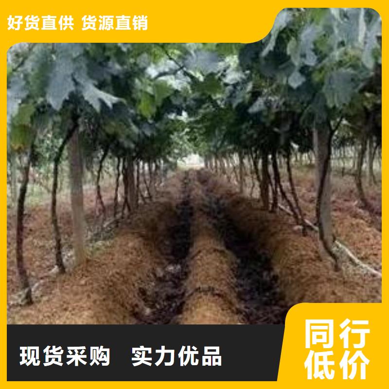 干鸡粪强力