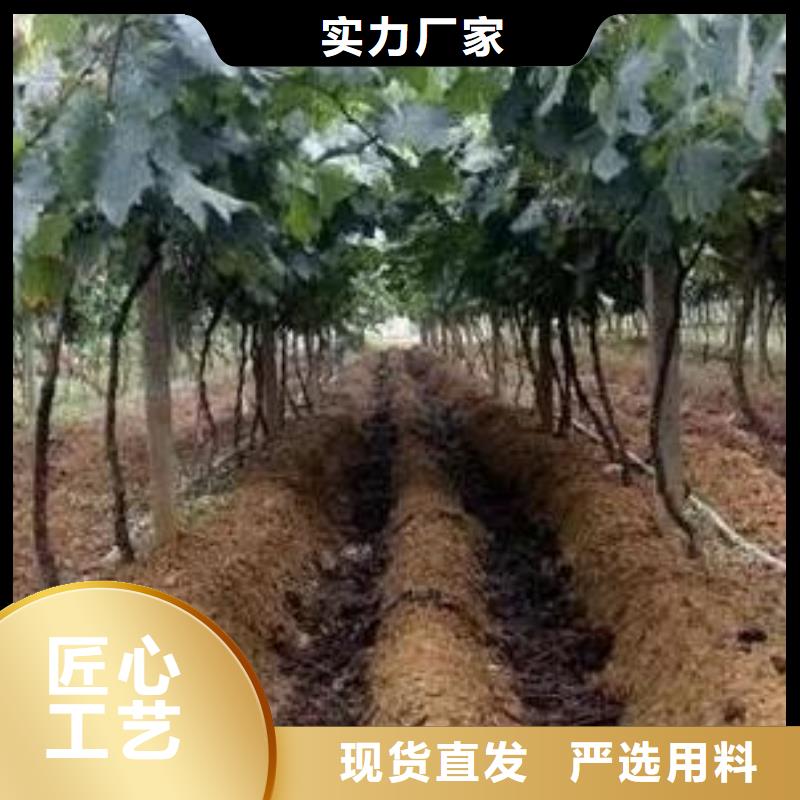 鸡粪发酵鸡粪有机肥联系厂家