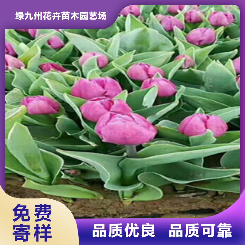 【时令草花鲁冰花/粉黛乱子草实拍展现】