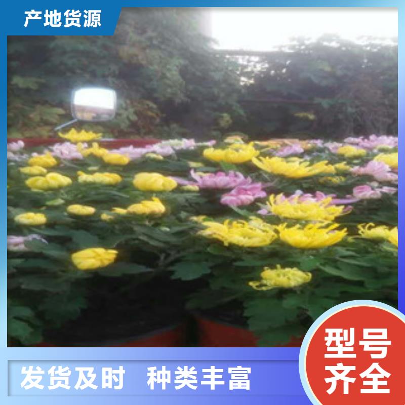 时令草花花海景观工程大量现货供应