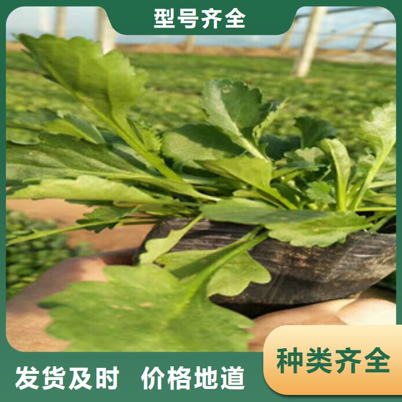 时令草花花海景观工程大量现货供应