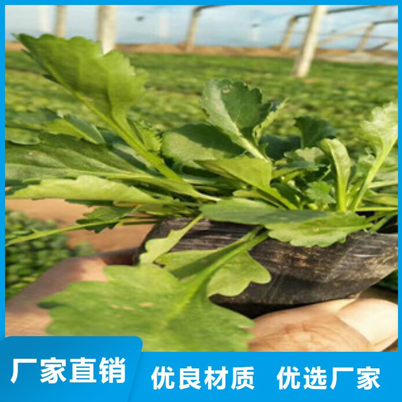 时令草花花海景观工程厂家工艺先进