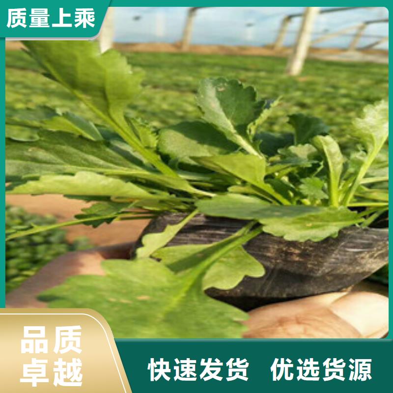 时令草花【柳叶马鞭草/薰衣草】行业优选