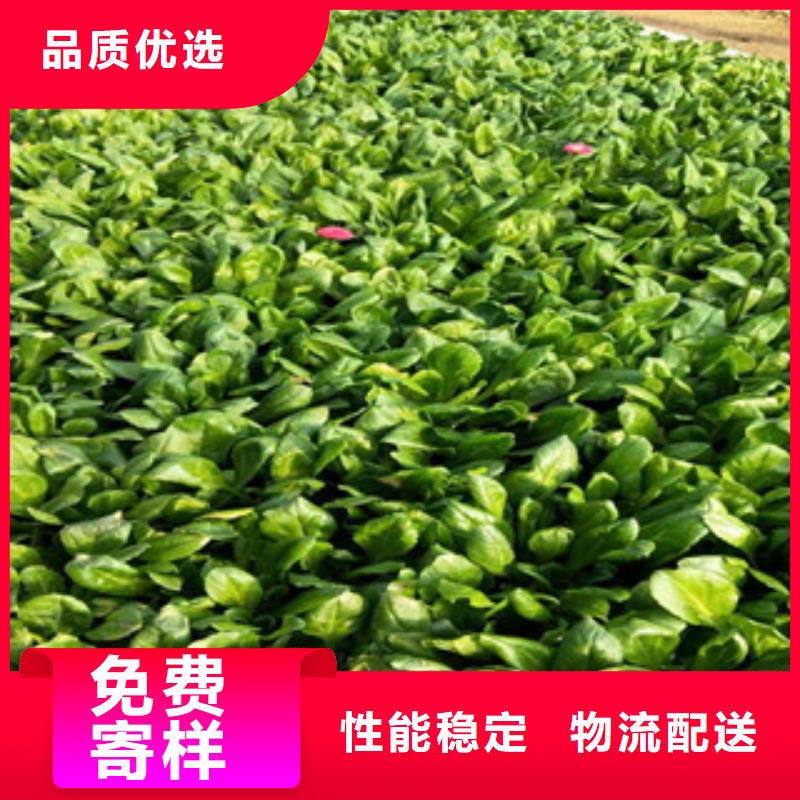 【时令草花鲁冰花/粉黛乱子草实拍展现】