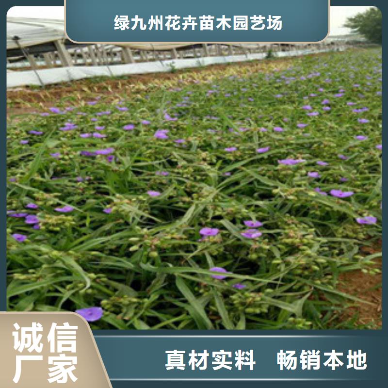 时令草花鲁冰花/粉黛乱子草设备齐全支持定制