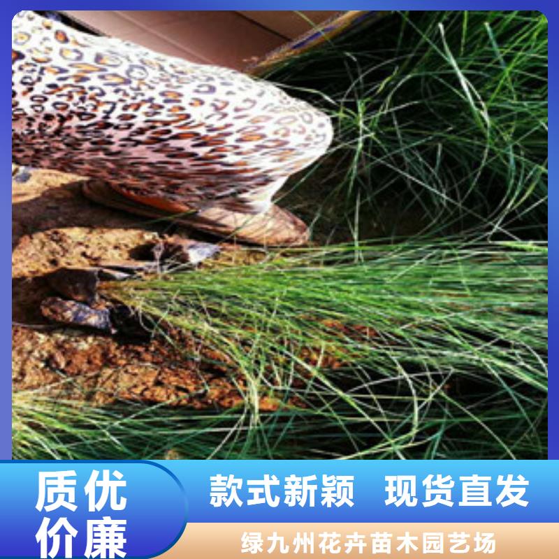 时令草花花海景观工程大量现货供应