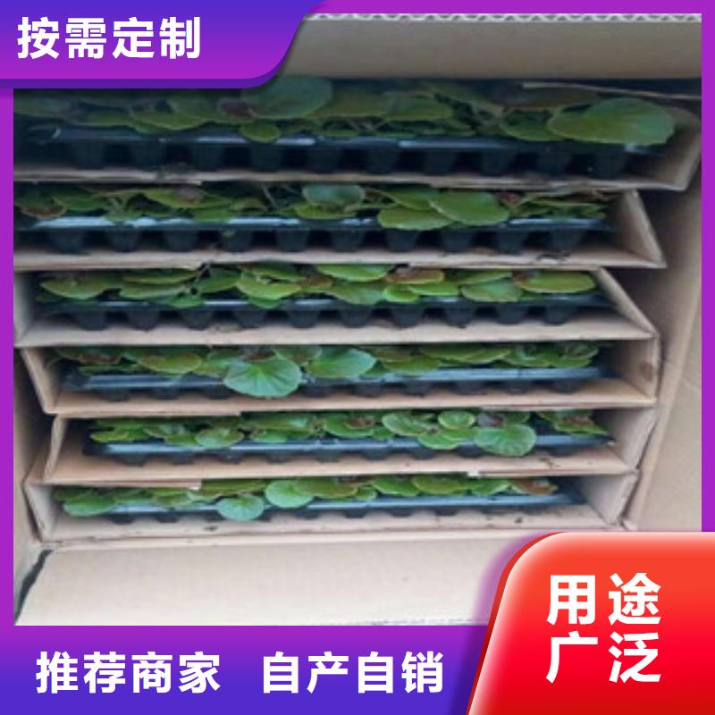 时令草花【柳叶马鞭草/薰衣草】行业优选