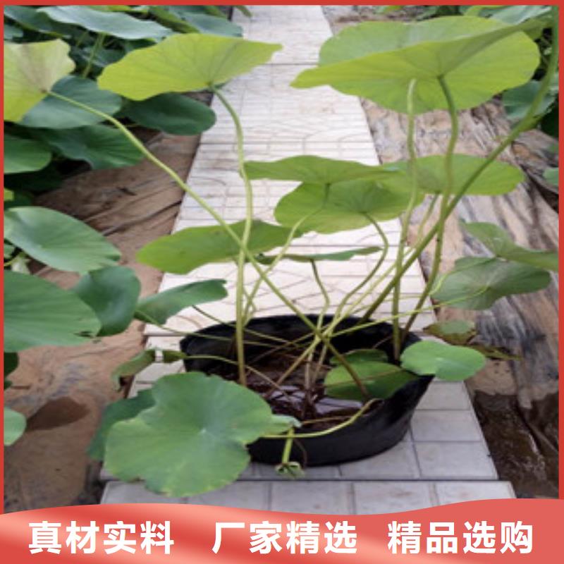 时令草花【柳叶马鞭草/薰衣草】行业优选