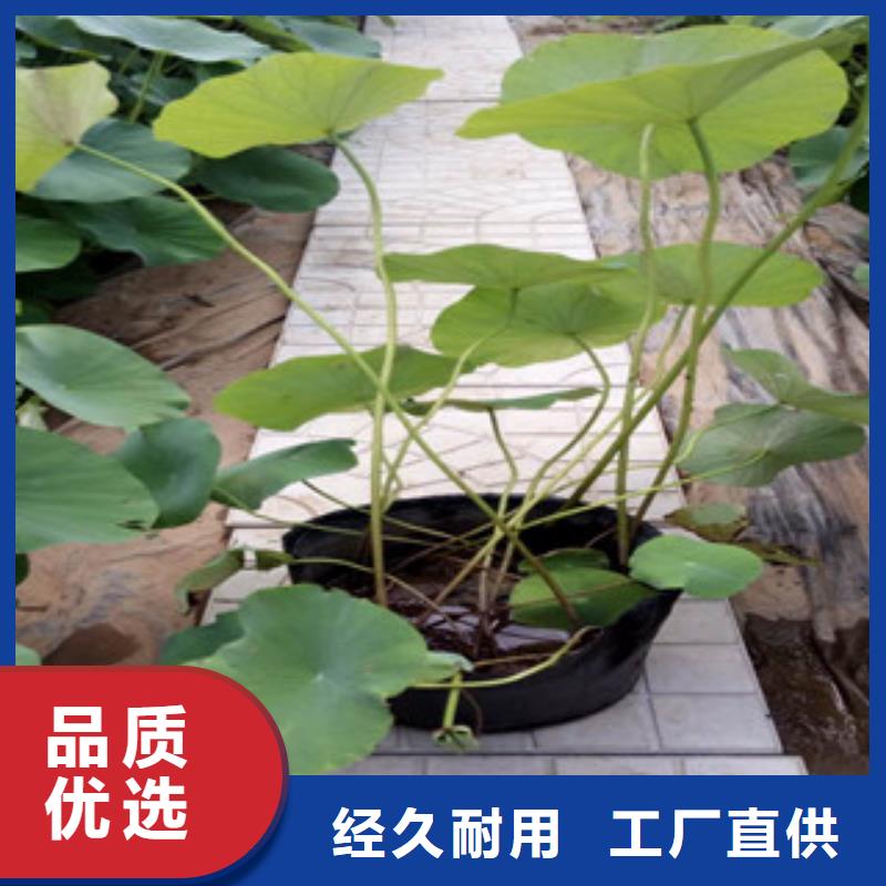 【时令草花鲁冰花/粉黛乱子草实拍展现】