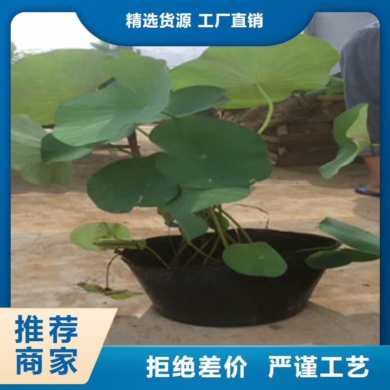 时令草花花海景观工程大量现货供应