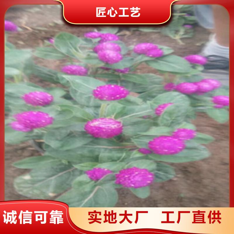 时令草花花海景观工程厂家工艺先进