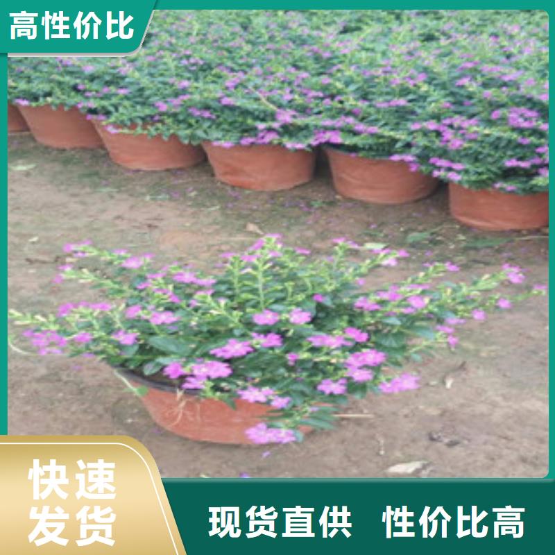 时令草花【柳叶马鞭草/薰衣草】行业优选