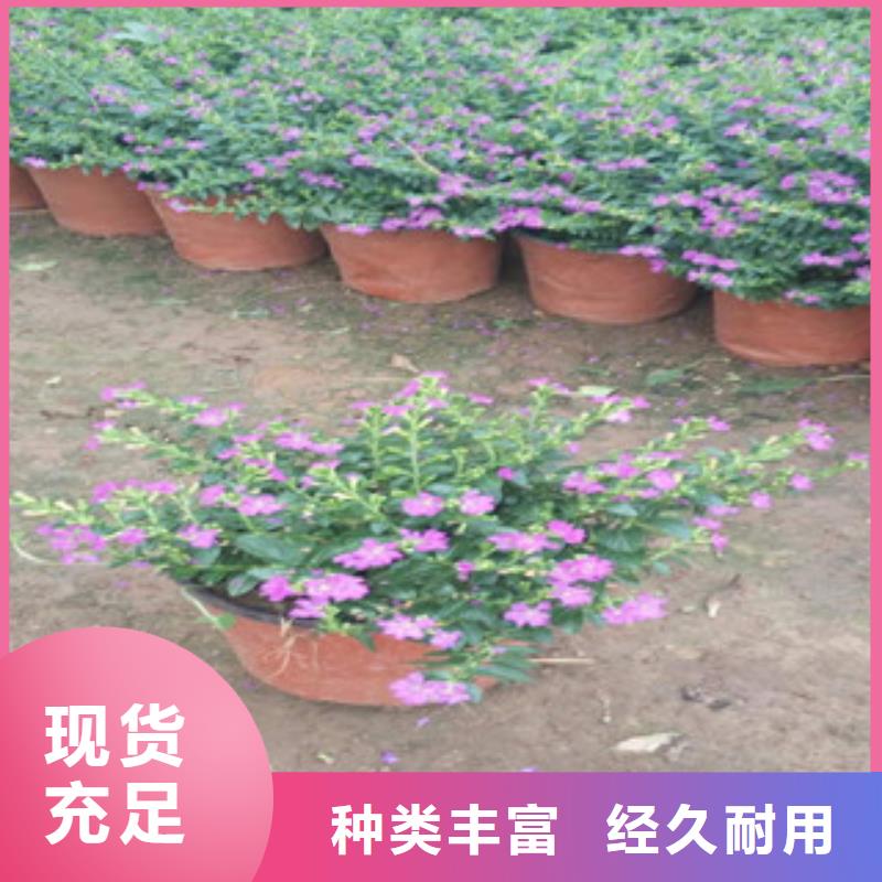 时令草花花海景观工程厂家工艺先进