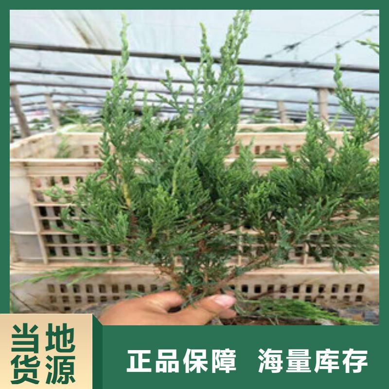 时令草花【柳叶马鞭草/薰衣草】行业优选