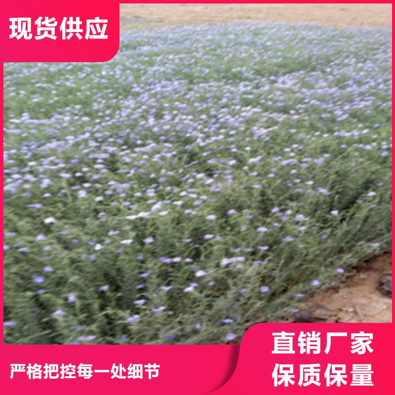 宿根花卉柳叶马鞭草/薰衣草支持大批量采购