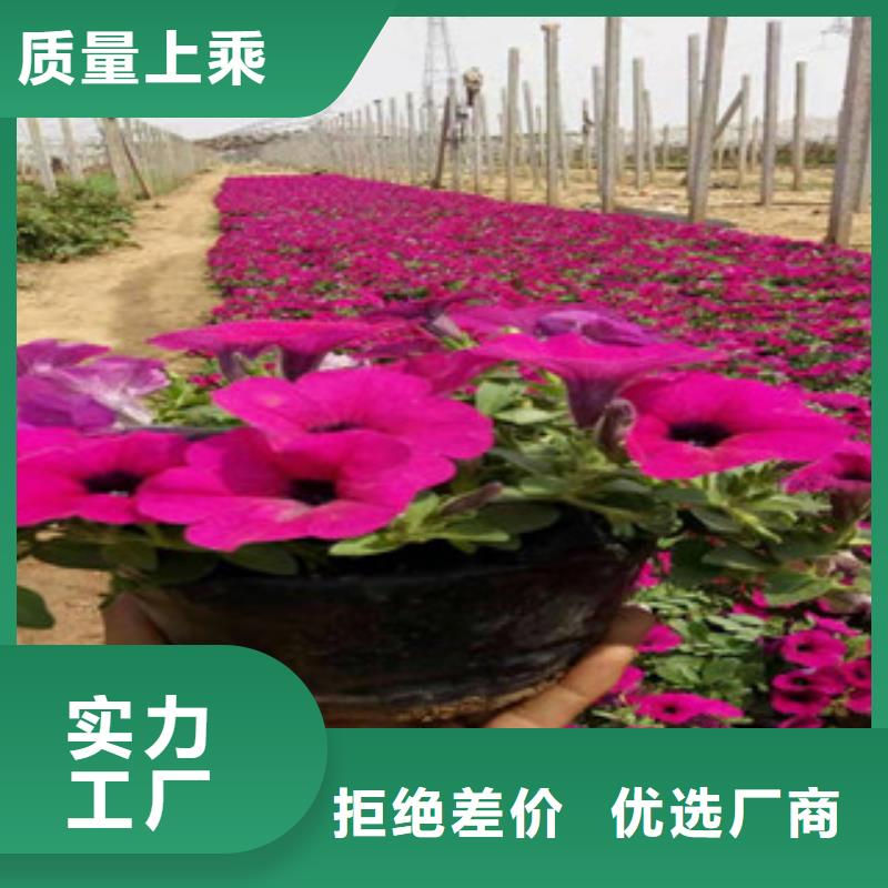 宿根花卉-柳叶马鞭草/薰衣草大品牌值得信赖