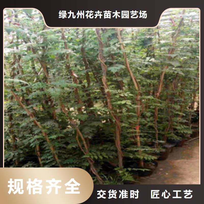 宿根花卉【时令花卉/绿化草花价格】支持定制批发
