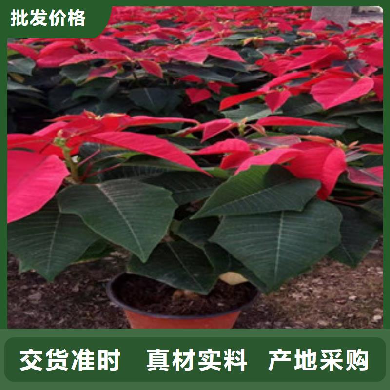 宿根花卉-【观赏草/蒲苇狼尾草】工厂价格