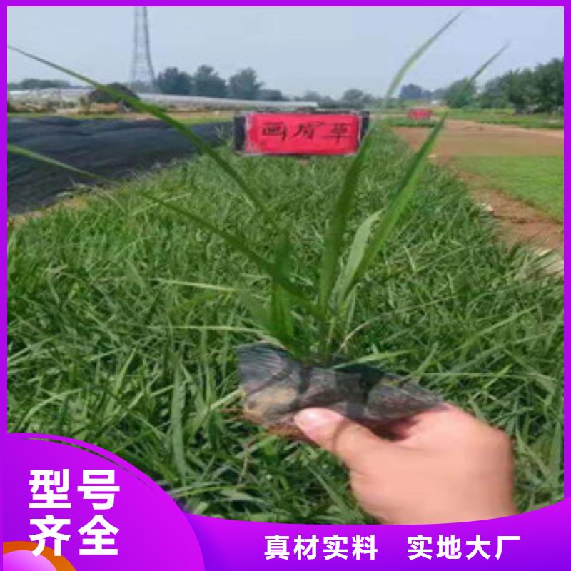 宿根花卉【时令花卉/绿化草花价格】支持定制批发