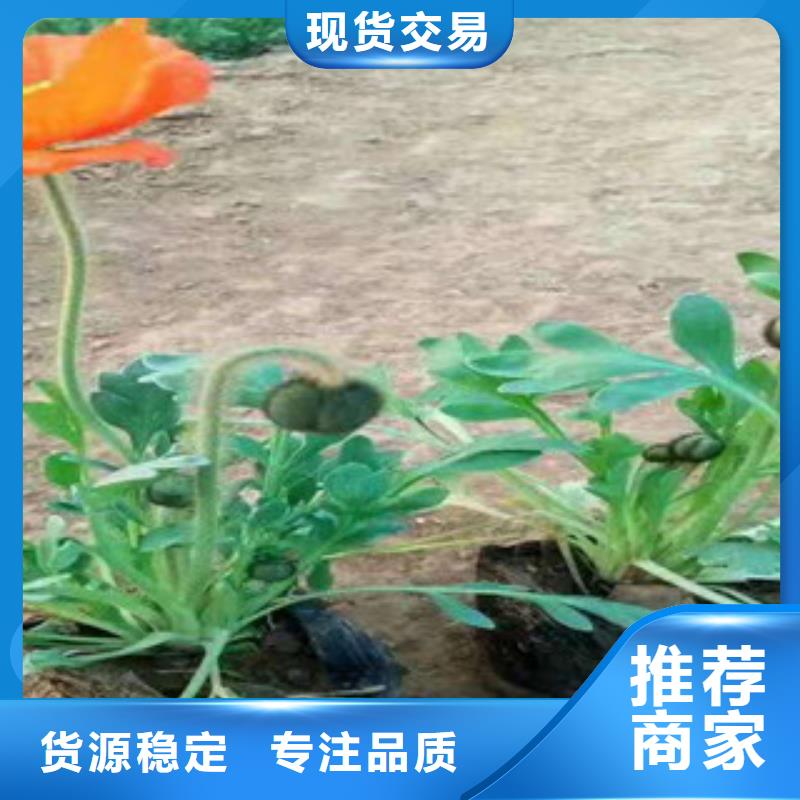 宿根花卉-柳叶马鞭草/薰衣草大品牌值得信赖